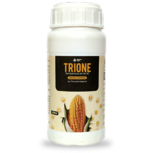 TRIONE